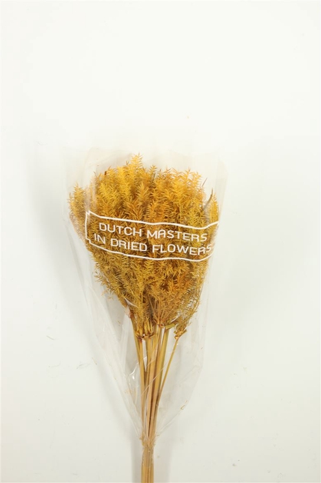<h4>Dried Umbr. Plant Yellow Bunch</h4>