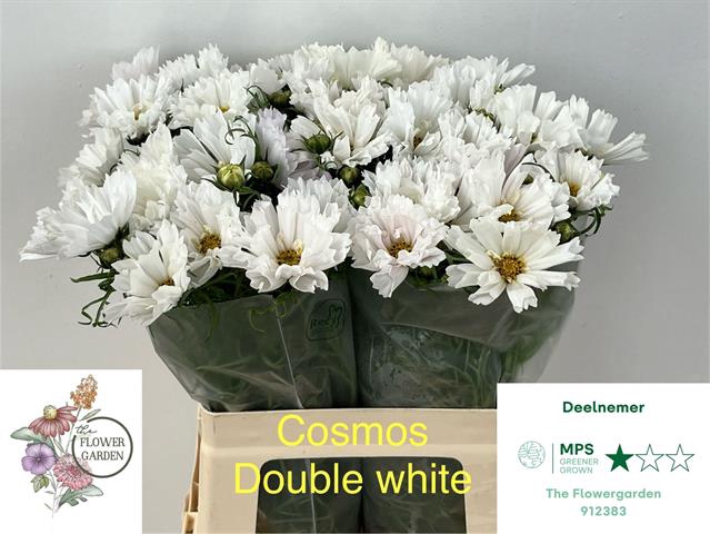 <h4>Cosmos bipinnatus double dutch white</h4>