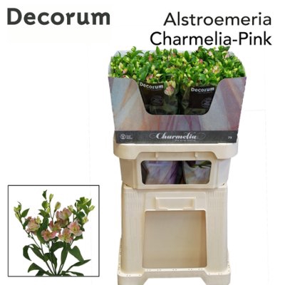 Alstroemeria fl charmelia pink