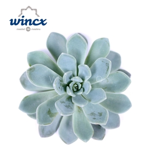 Echeveria Elegance Cutflower Wincx-14cm
