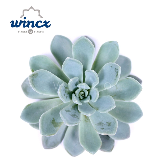 Echeveria Elegance Cutflower Wincx-16cm