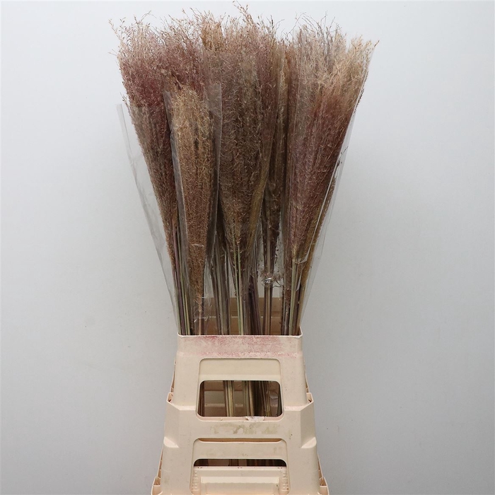 Dried Miscanthus Natural