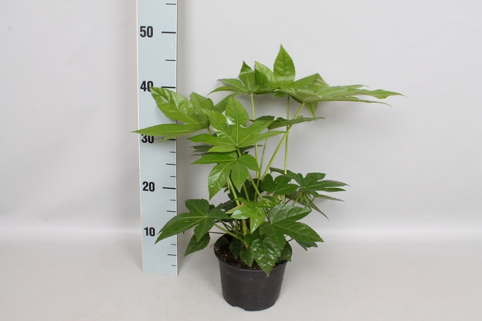 Fatsia japonica 15 cm