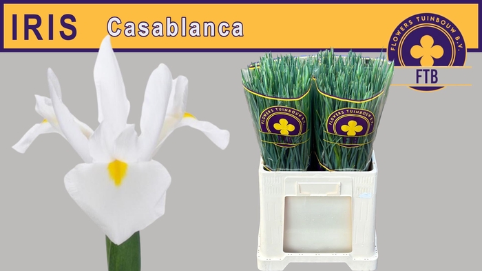<h4>Iris Casablanca</h4>