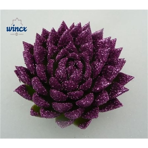 Echeveria Agavoides Glitter Purple Cutflower Wincx-8cm