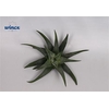 Haworthia concolor cutflower wincx-8cm