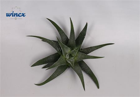 Haworthia concolor cutflower wincx-8cm