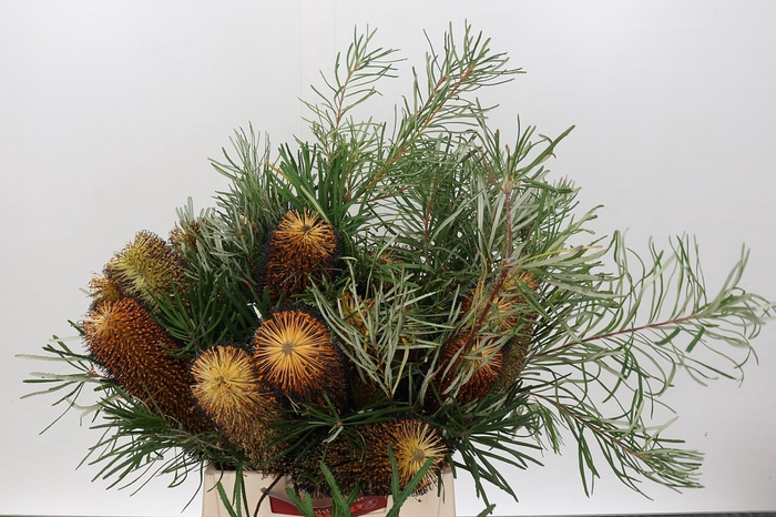 <h4>Banksia spinulosa</h4>