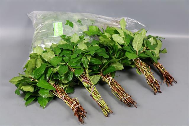 <h4>Leaf salal tips 5 bunch per bag</h4>