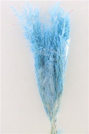<h4>Pres Licopodium Long Baby Blue Bunch</h4>