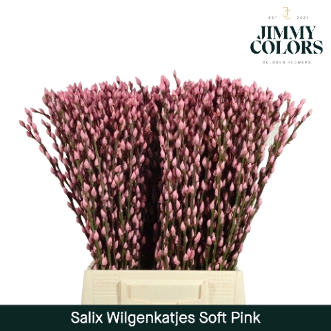 <h4>Salix paint pussy willow pink light</h4>