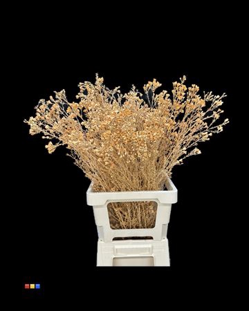 <h4>Waxflower Apricot</h4>