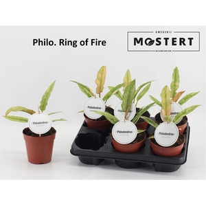 Philodendron Ring of Fire 12Ø 25cm