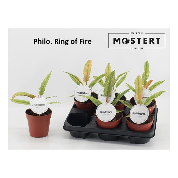 <h4>Philodendron Ring of Fire 12Ø 25cm</h4>