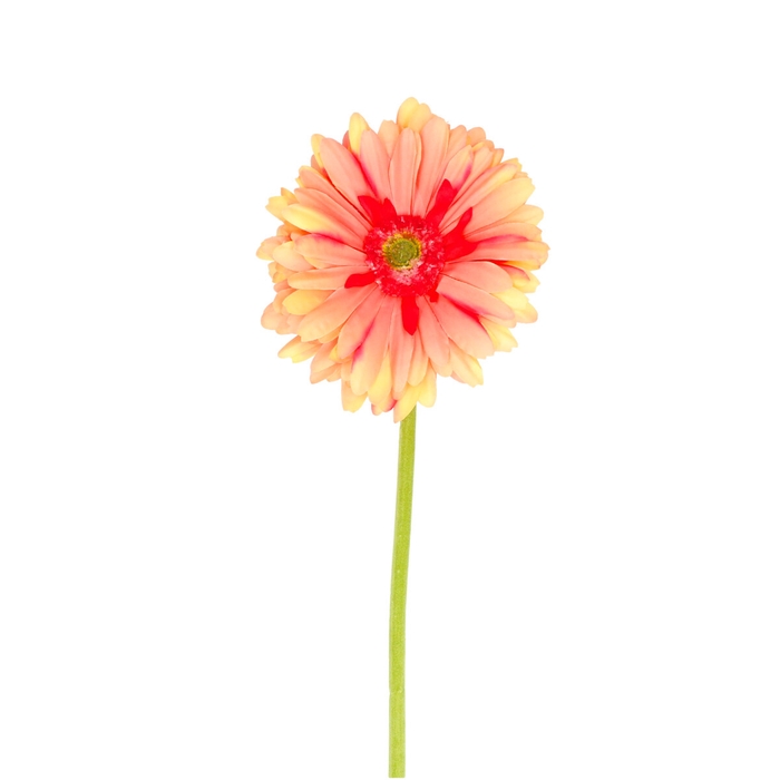 <h4>Gerbera daisy stem 53cm</h4>