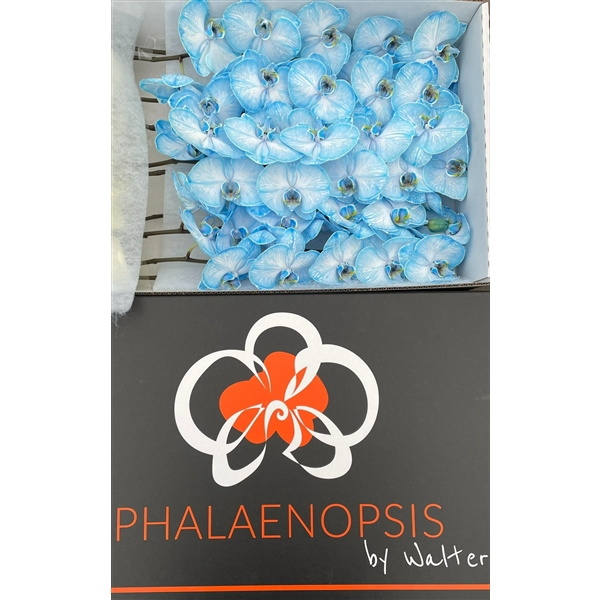 <h4>Phalaenopsis paint blue dark</h4>
