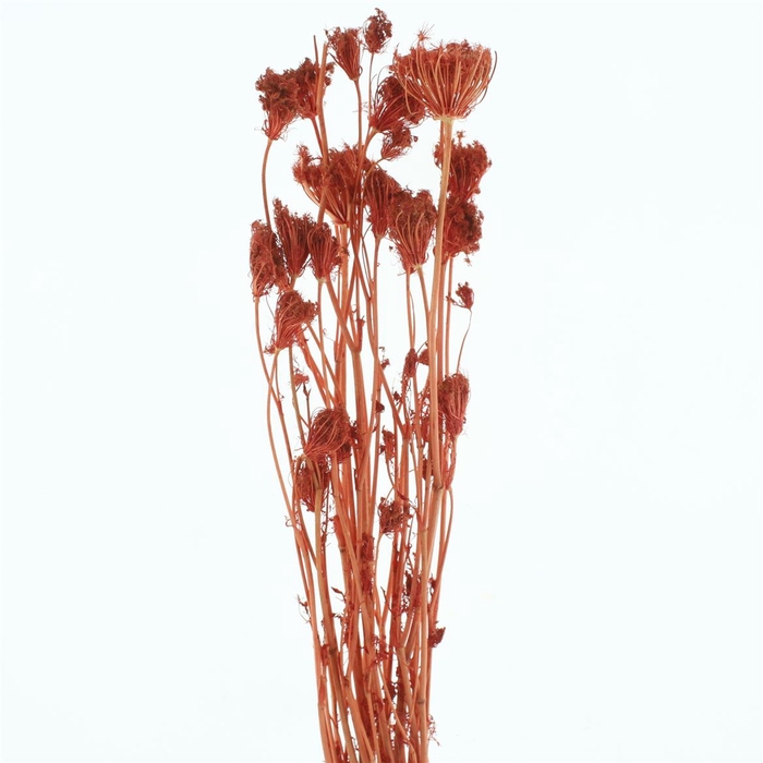 <h4>Dried Finocchio Light Red P Bunch Bs</h4>