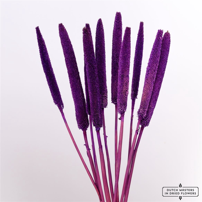 <h4>Dried Babala X5 10pc Purple Bunch</h4>