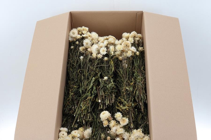 <h4>Helichrysum Dried White  100gr</h4>