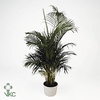 Dypsis Lutescens Tiny Pammy P5.5