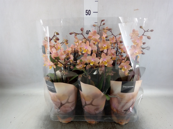 <h4>Phalaenopsis multi. 'Scention'</h4>