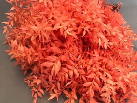 Dried ruscus paint orange