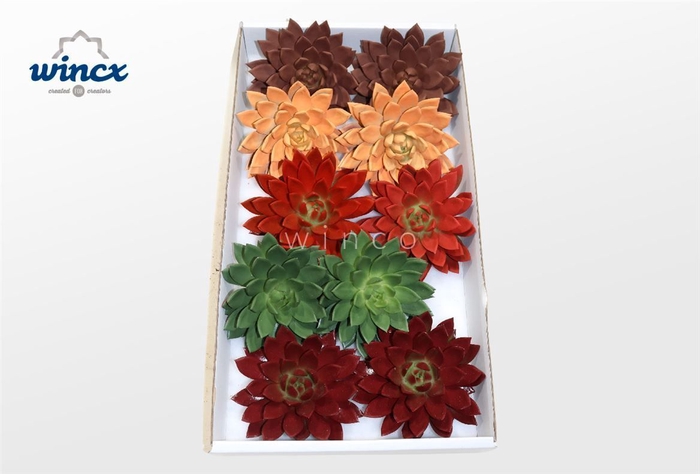 <h4>Echeveria Paint Autumn Mix Cutflower Wincx-12cm</h4>