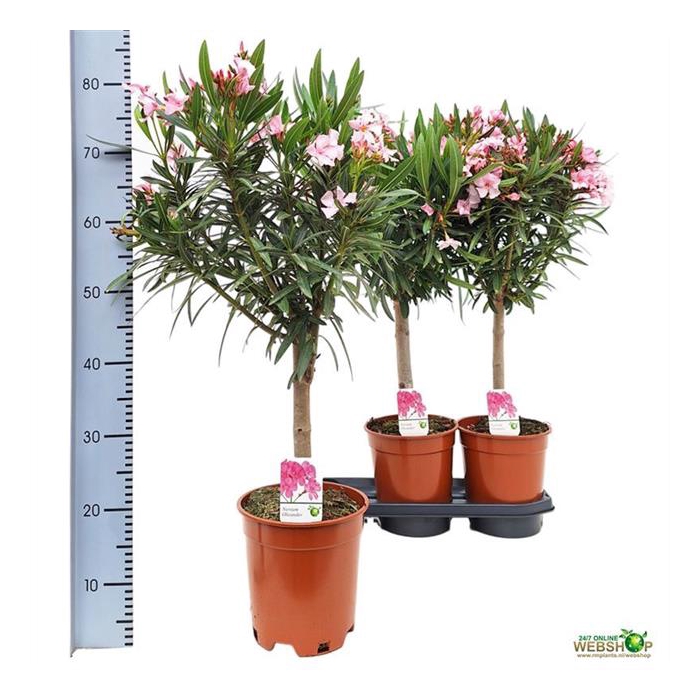 <h4>Nerium oleander (Oleander) 19Ø 80cm</h4>