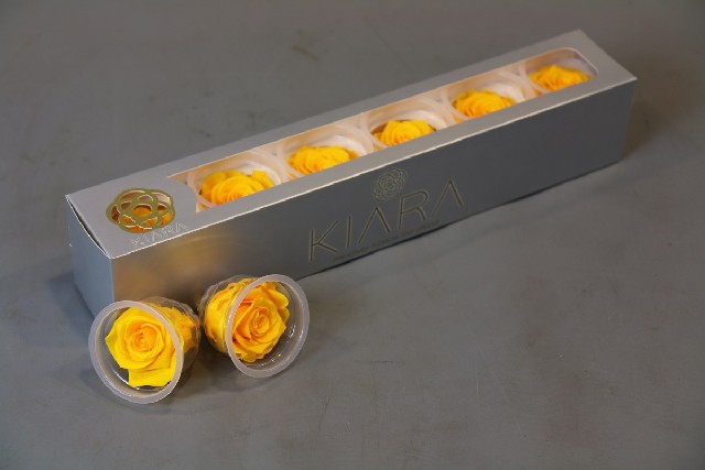 <h4>Preserved rosa sunny yellow</h4>