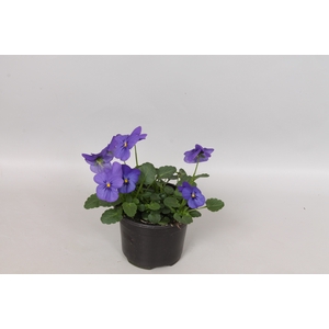 Viola cornuta F1 Blue