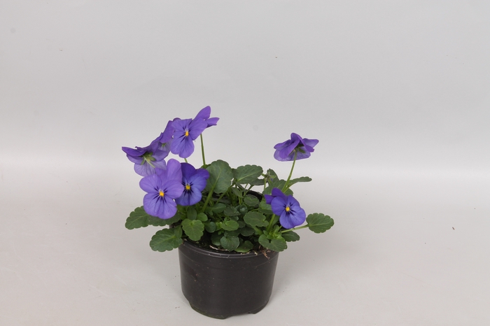 Viola cornuta F1 Blue