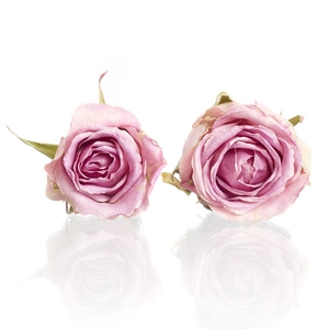 Rose Wham pink 4,5-5cm