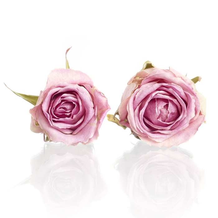 Rose wham Pink 5-5,5cm