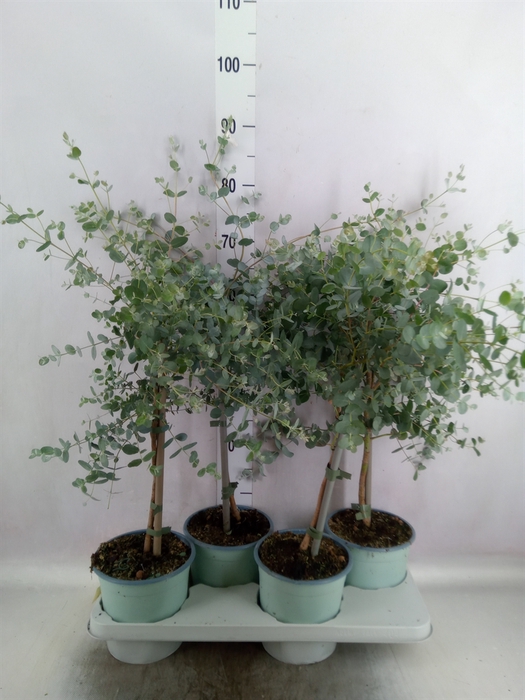 <h4>Eucalyptus cinerea</h4>