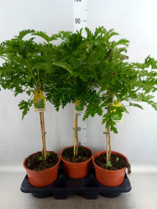 <h4>Pelargonium graveolens 'Lemon Tree'</h4>