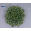 Echeveria derenbergii green cutfl wincx-5cm