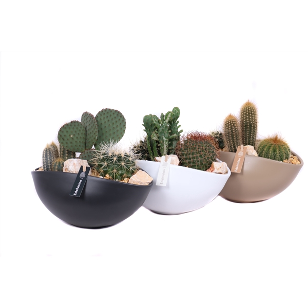 <h4>3x cactus 8,5 cm in gekleurde ovale schaal met grind, keien en etiket</h4>