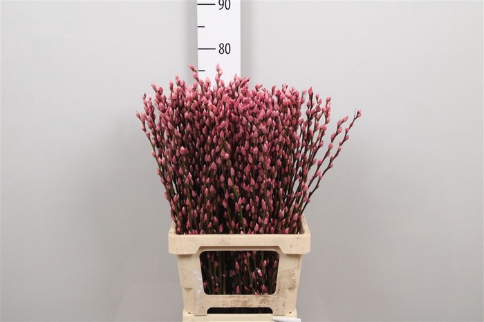 Salix Klb Pink