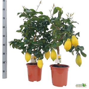 Citrofortunella Limon 21Ø 65cm