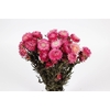 Helichrysum pink per bunch