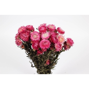 Helichrysum light pink per bunch