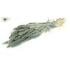 Setaria per bunch Frosted Light Blue
