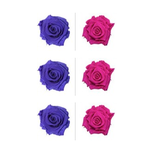 Roses éternelles Violet Wine - Hot Pink