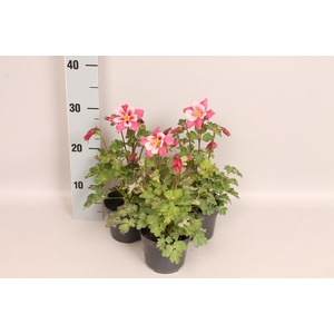 vaste planten 12 cm Aquilegia Rose & Pink