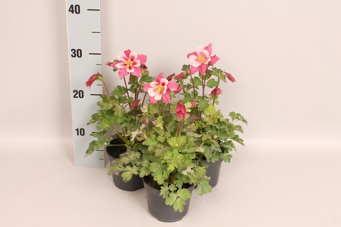 vaste planten 12 cm Aquilegia Rose & Pink
