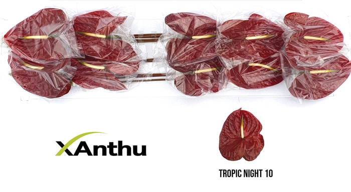 <h4>ANTH A Tropic Night10</h4>