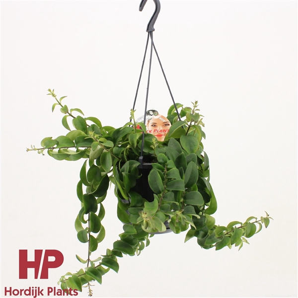 <h4>Aeschynanthus 'Twister XL' KLEINERE PLANT</h4>