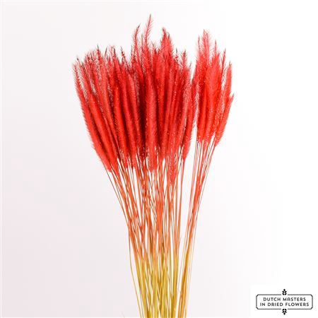 <h4>Dried Soft Silk Worms Red Bunch</h4>