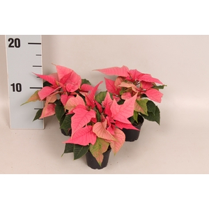 Poinsettia 6  cm Christmas Feelings® Pink 2/4 kopper