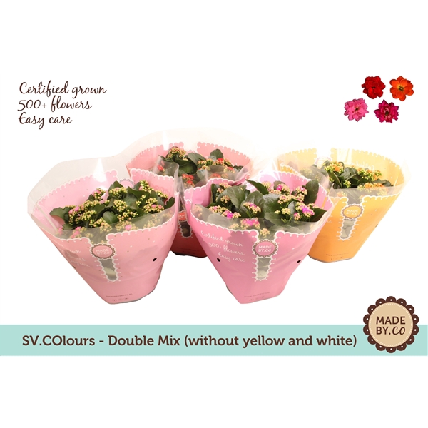 <h4>Kalanchoë Double Mix in SV.COloursleeve - without white & yellow</h4>